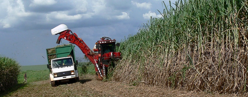 Organic Cane Sugar Tractor Harvesting