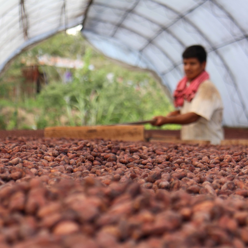 Complex challenges remain for sustainably grown cocoa