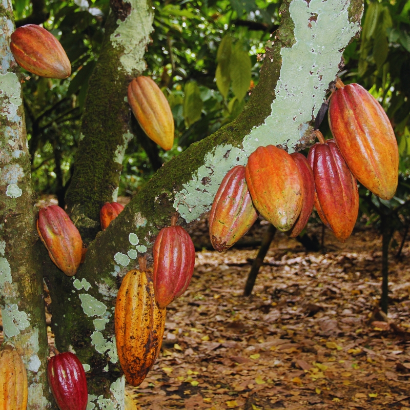 Extreme weather harming cocoa yields