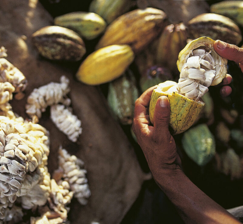 Finding sustainable path to chocolate sourcing