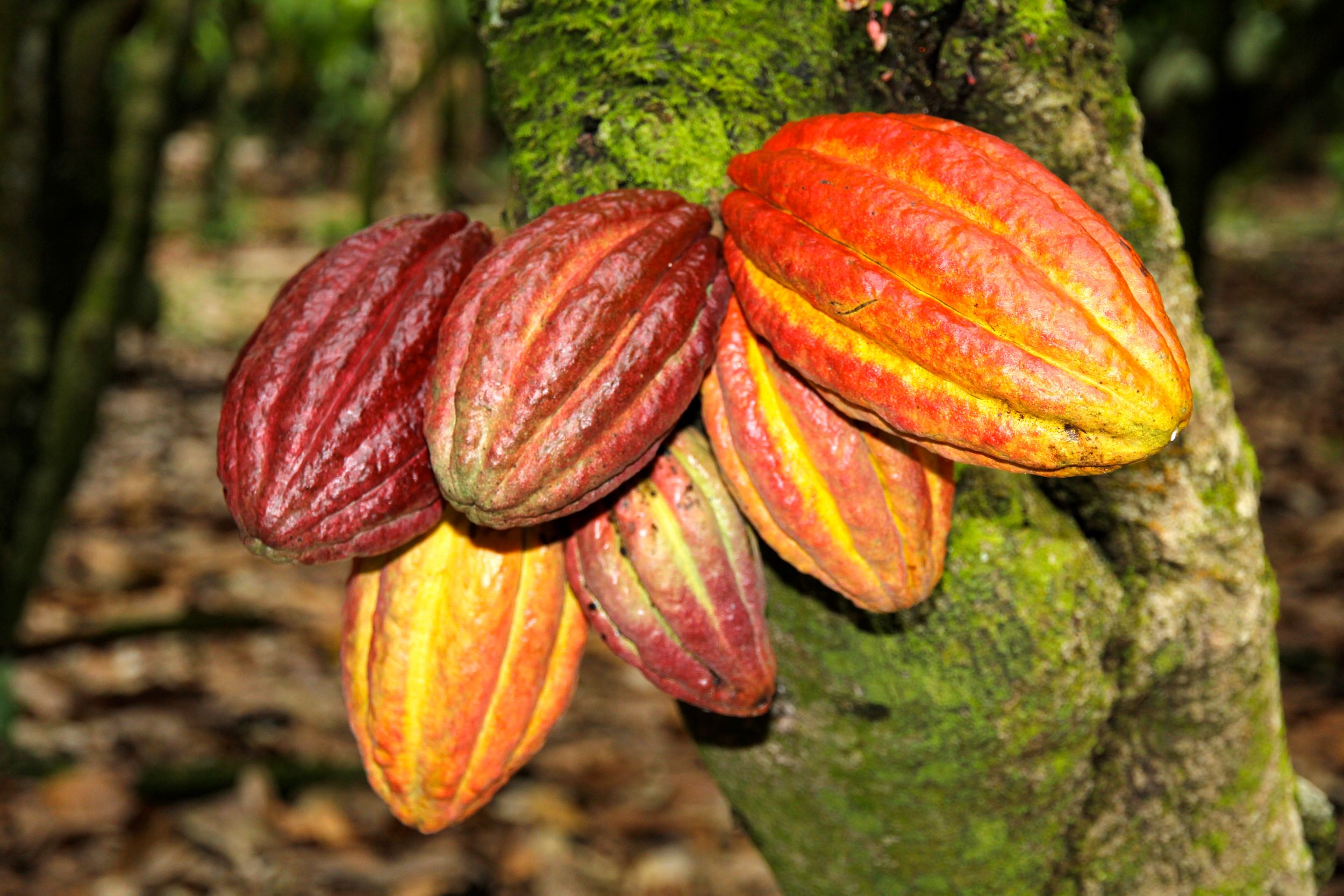 Challenging Chocolate