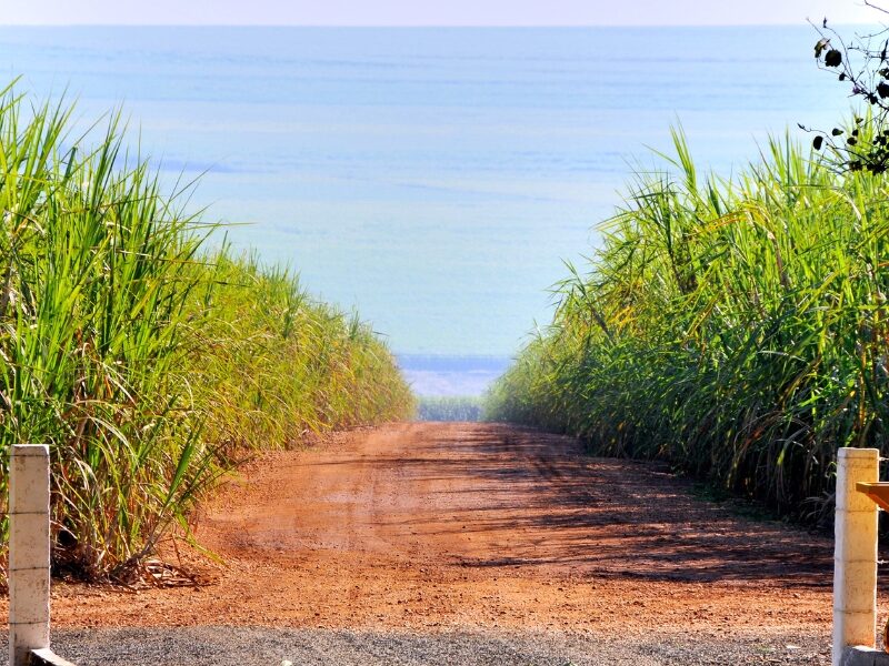 Sustainable Organic Sugar Cane Farming