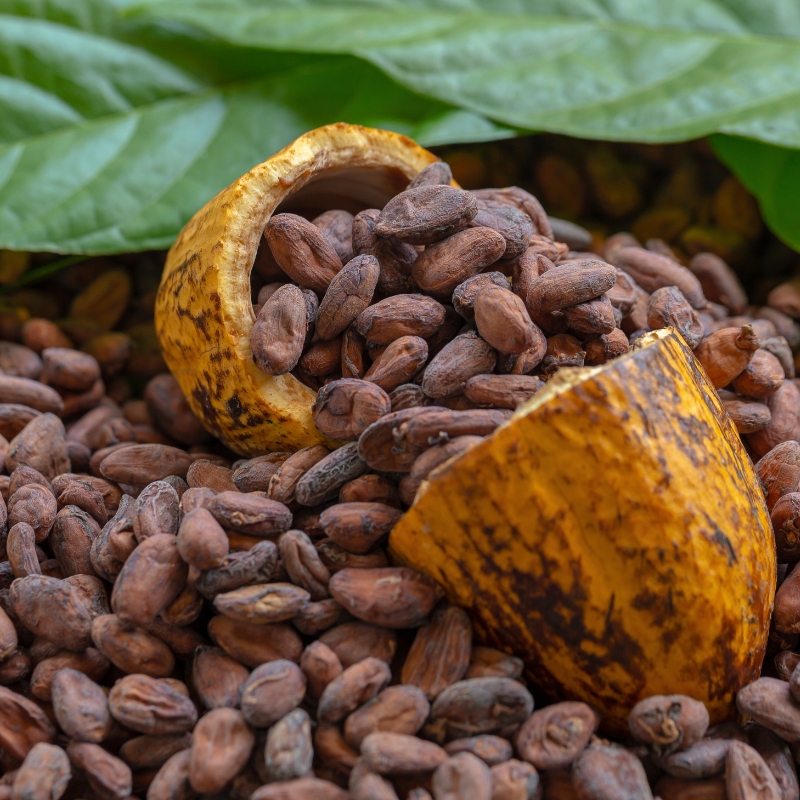 Podcast: Global Organics on cocoa sustainability